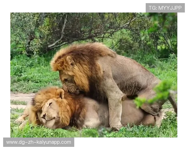 基基接班丁丁?,基基是啥